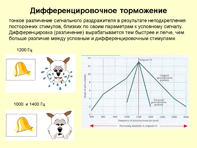 Дифференцировочное торможение тонкое различение сигнального раздражителя в результате неподкрепления посторонних стимулов, близких по своим